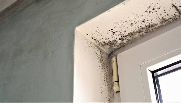 Best Commercial Mold Inspection  in USA